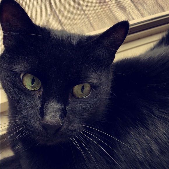 Meet your Posher, Taylor - Picture 2 of 2